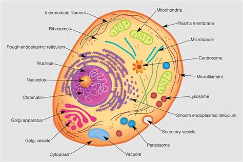 Human Cell Vector Art, Icons, and Graphics for Free Download