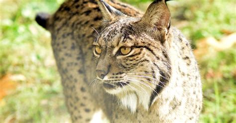 El lince ibérico deja de estar en peligro de extinción Junior Report