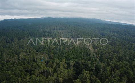 Luas Hutan Indonesia ANTARA Foto