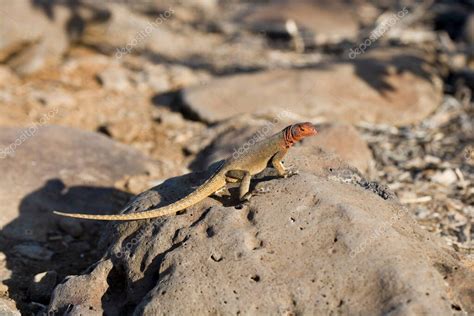 El lagarto hembra de Galápagos Microlophus albemarlensis solo se