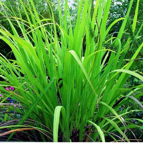 Palmarosa Essential Oil | Moksha Lifestyle Products