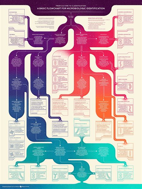 A Basic Flowchart For Microbiologic Identification Infographic