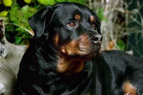 D Couvrez Tout Sur Le Rottweiler Caract Re Sant Alimentation Prix