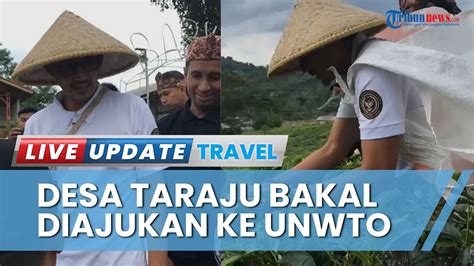 Kata Sandiaga Uno Saat Asyik Panen Di Kebun Teh Desa Wisata Taraju