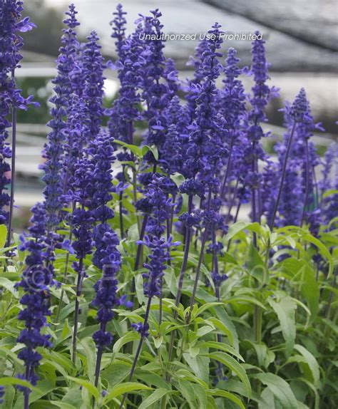 PlantFiles Pictures Salvia Mealy Cup Sage Mealycup Sage Victoria