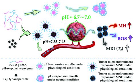 Schematic Illustration Of The Tumor Microenvironment Responsive Mnf Download Scientific