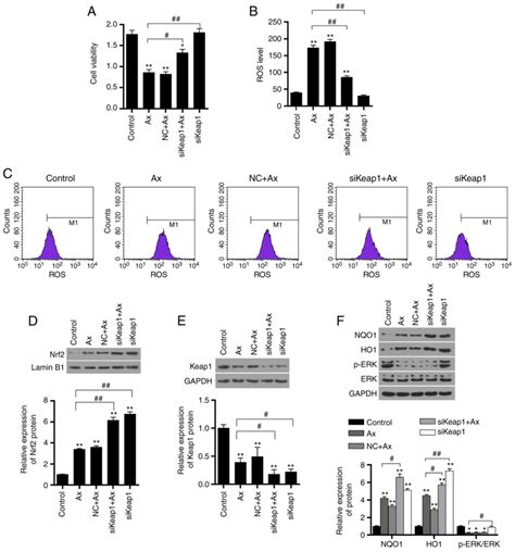 Downregulation Of Keap Contributes To Poor Prognosis And Axitinib