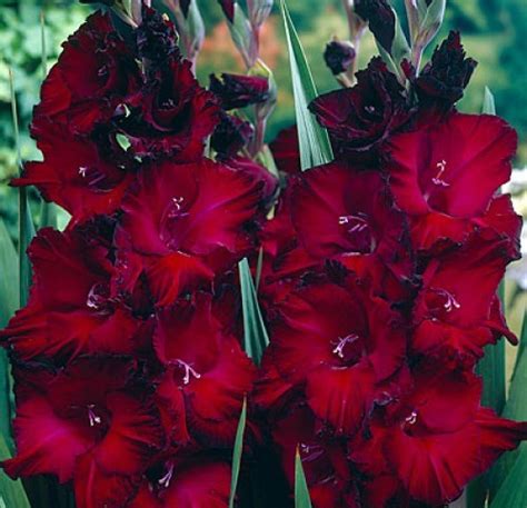 Gladiolus Black Beauty Elizabeth Grace Gardens