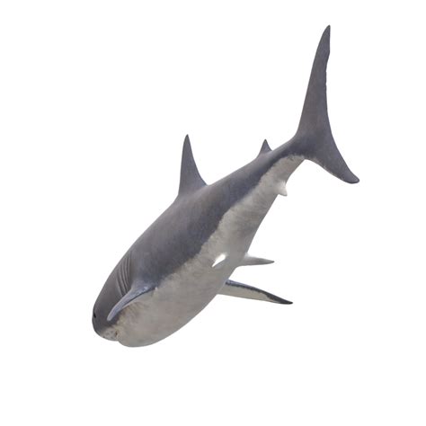 Swimming Shark Illustration 27257730 Png