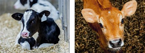 Wood chip bedding as an alternative option for livestock