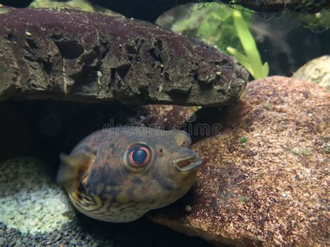 Puffer Fish in the Aquarium Under the Stone, Balloonfish, Globefish Stock Photo - Image of ...