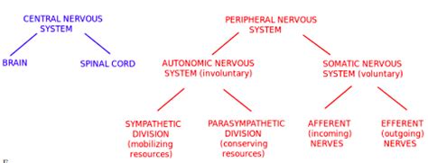 Psych Chapter Brain And Behaviour Diagram Quizlet