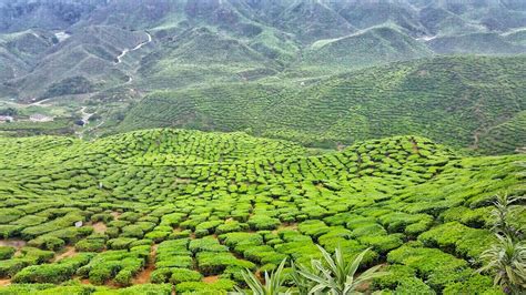 Cameron Highlands Tour From Kuala Lumpur Kiostix