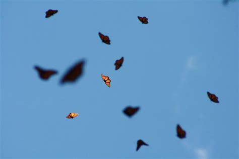 Monarch Butterfly Sanctuary - Vivero Growers Nursery Austin Wholesale ...