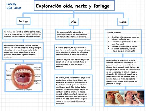 Mapa Exp Mapa Conceptual Sobre La Exploraci N De O Do Nariz Y