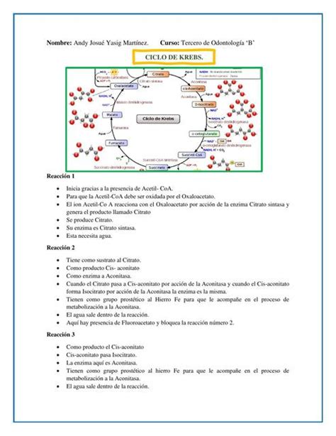 Ciclo De Krebs Andy Yasig Udocz