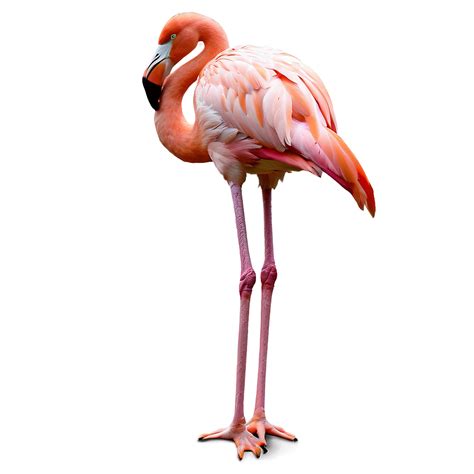 Download Flamingo Bird Stand Png Qkw