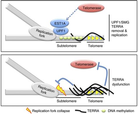 Telomere Dysfunction Associated With Terra Terra Removal Upon Dna