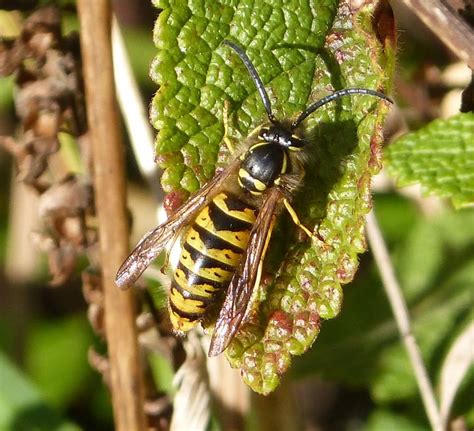 19 Types of Wasps Explained and Easy Guide on Spotting Them