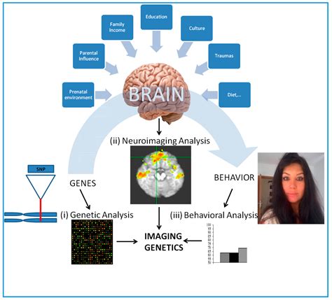 IJMS Free Full Text Mapping The Schizophrenia Genes By Neuroimaging