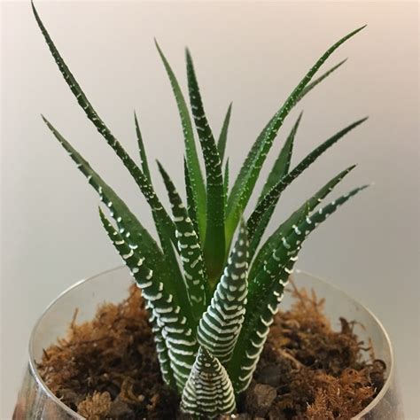 Haworthia Fasciata Big Band Zebra Cactus Big Band In Gardentags