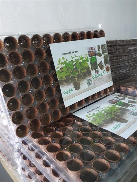 Biodegradable pots for seedlings (In Tray) – Biodegradable Pots