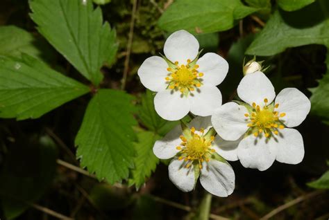 Fragaria virginiana (Common strawberry)