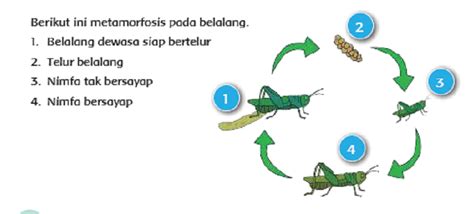 Halaman Unduh untuk file Contoh Gambar Metamorfosis Sempurna Dan Tidak ...