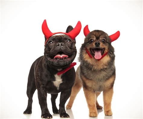 Couple Of Cute Devil Dogs Celebrating Halloween Together Stock Image