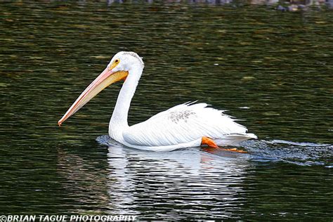 Yellowstone - Birds