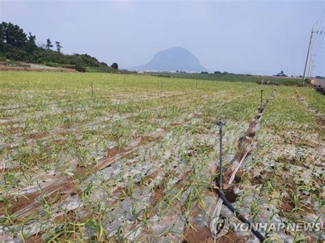 기후변화로 농작물 재배도 변화제주 마늘 파종 10일 늦춰야 파이낸셜뉴스