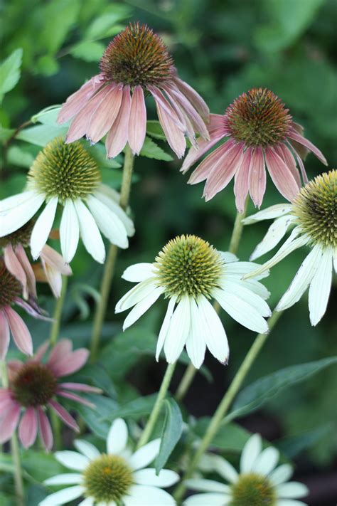 How To Grow Echinacea Purple Coneflower For The Cutting Garden The