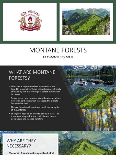 MONTANE FORESTS | Mountains | Forests