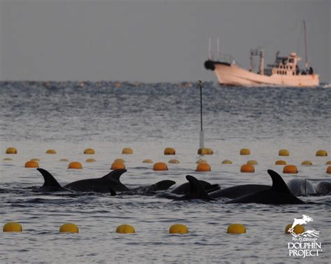 Dolphin Project On Twitter Taiji Approximately Bottlenose