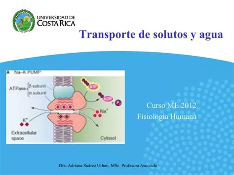 Ppt Transporte De Solutos Y Agua Powerpoint Presentation Free