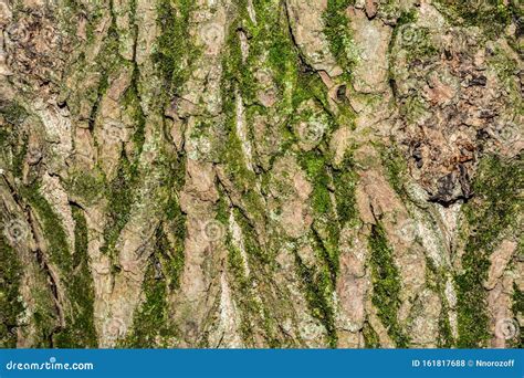 Poplar Tree Bark Texture, Close-up Nature Abstraction Background Stock ...