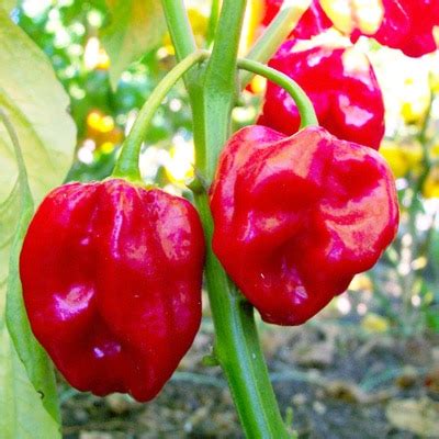 Red Savina | Savina Pepper - Magic Plant Farms