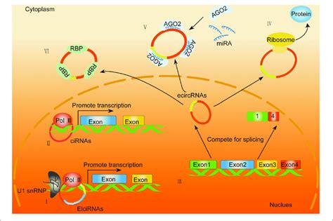 General Biological Functions Of Circrnas I Ii Eicirnas And Cirnas