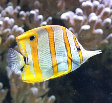 Copper Banded Butterflyfish