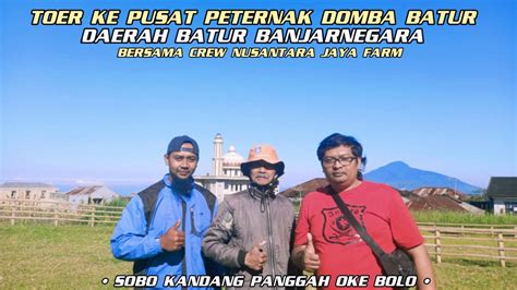 Riview Pusat Peternak Domba Sultan Domba Merino Batur Super Dari