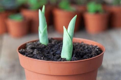 Comment Planter Des Tulipes En Pot Guide Pratique