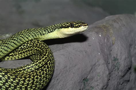 Your Guide to Snake Identification by Their Characteristics - Animal Sake