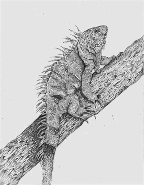 Iguana