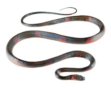 Photos Of The Forest Flame Snake Oxyrhopus Petolarius