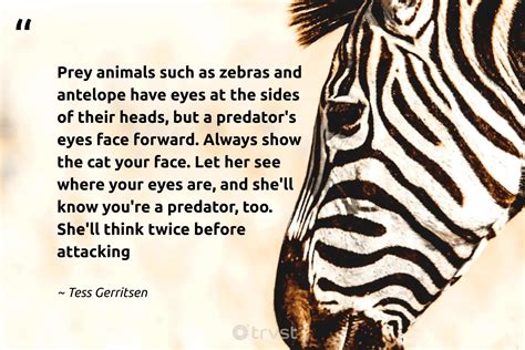 30 Zebra Quotes And Sayings To Inspire Uniqueness (2024)