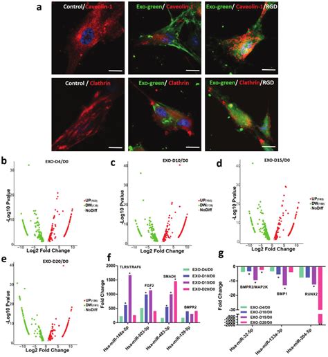 A Mechanism For The Osteogenesis Of HMSCs Induced By The Osteogenic