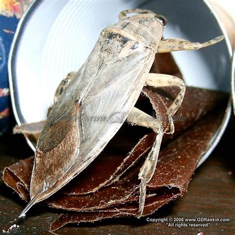 Lethocerus Americanus Giant Water Bug Back Top Side Lethocerus