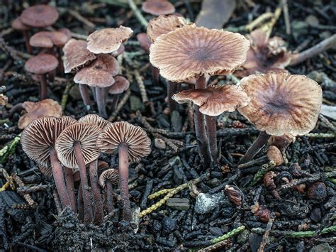 California Fungi Marasmiellus Villosipes