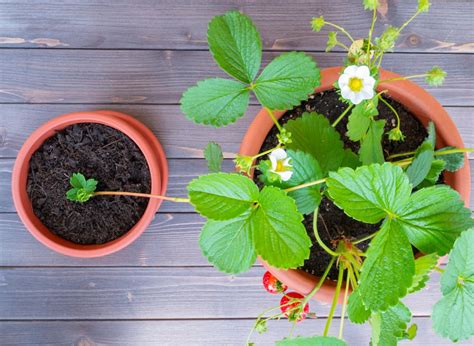 How To Grow Strawberry Plants In Pots Horticulture Co Uk