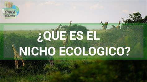 Que Es Un Nicho Ecologico Tipos Y Ejemplos Youtube